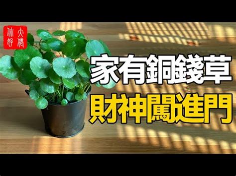 成金草 風水|【銅錢草 風水】銅錢草風水佈局指南：招財旺運不可。